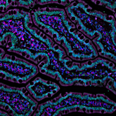 cell structure