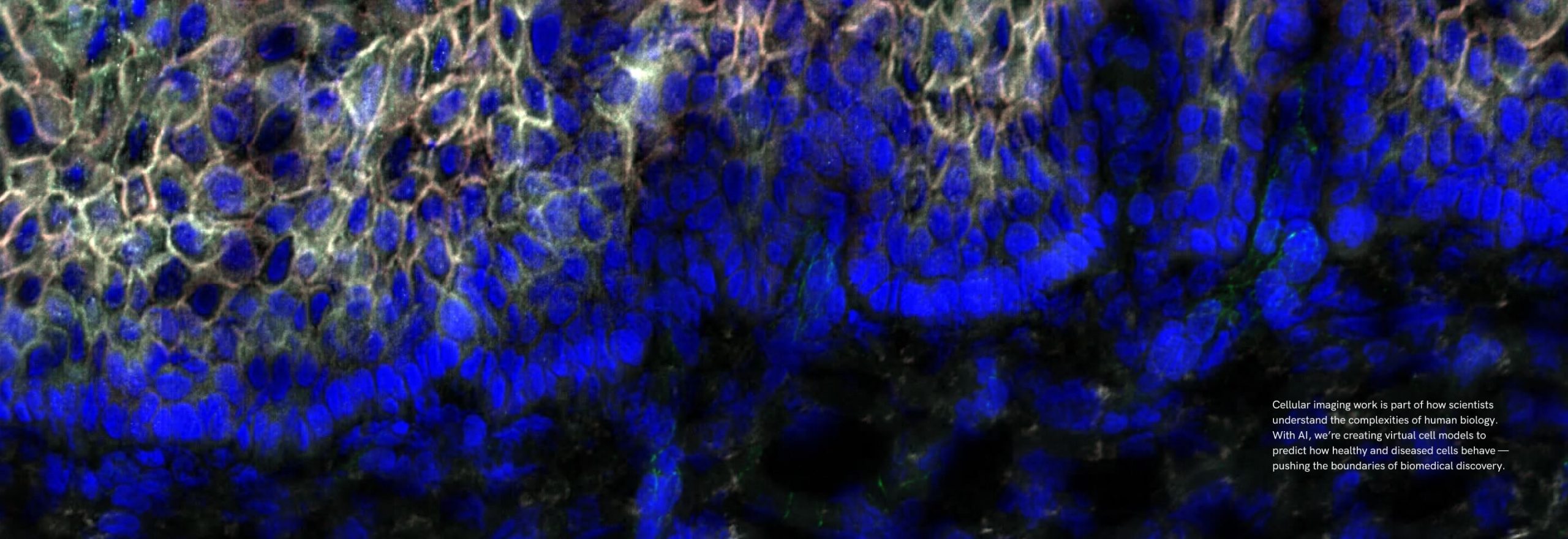 A colorful microscopic image shows cellular structures in shades of blue and green, illustrating cellular imaging work. Text overlay highlights the use of AI to create virtual cell models for advancing biomedical discovery.